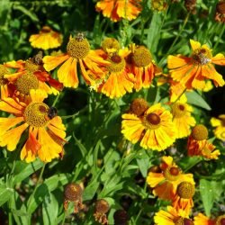 Bienen sitzen auf gelben Blüten im Sonnenlicht.